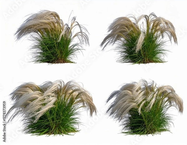 Obraz Isolated White Plumed Ornamental Grass (Miscanthus sinensis) on White Background