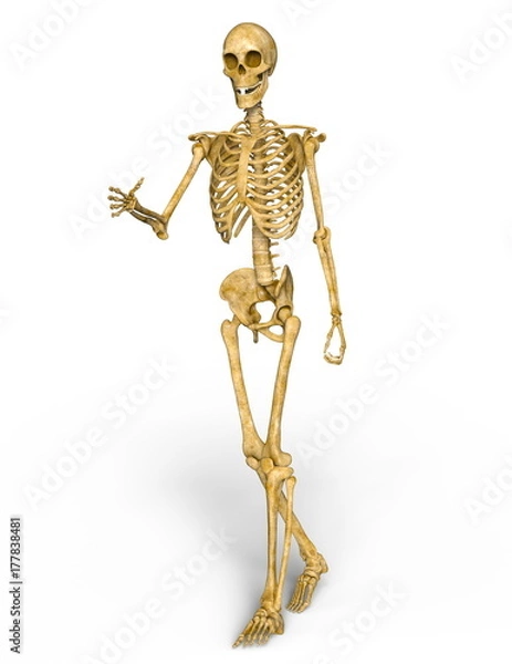 Fototapeta ガイコツ