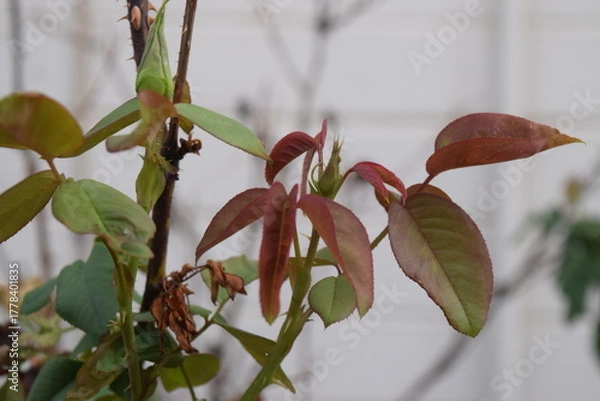 Obraz Red Rose Leaves