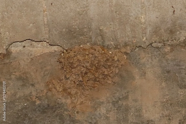 Obraz A barn swallow nest built from mud and straw on an old barn wall. A symbol of coexistence between humans and wildlife, ideal for illustrating rural life, animal behavior, and environmental education.