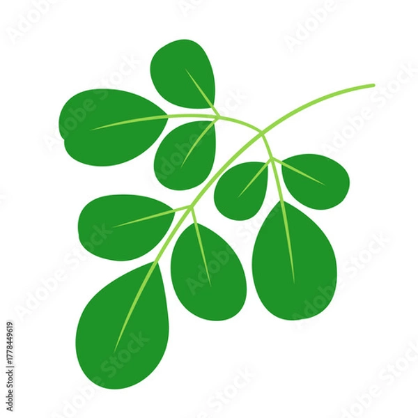 Obraz Moringa Leaf Illustration