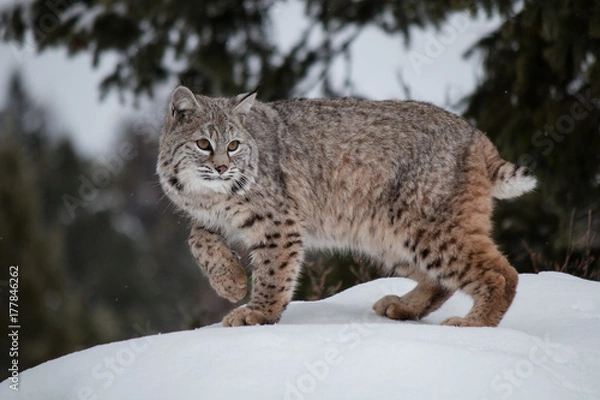 Fototapeta Bobcat