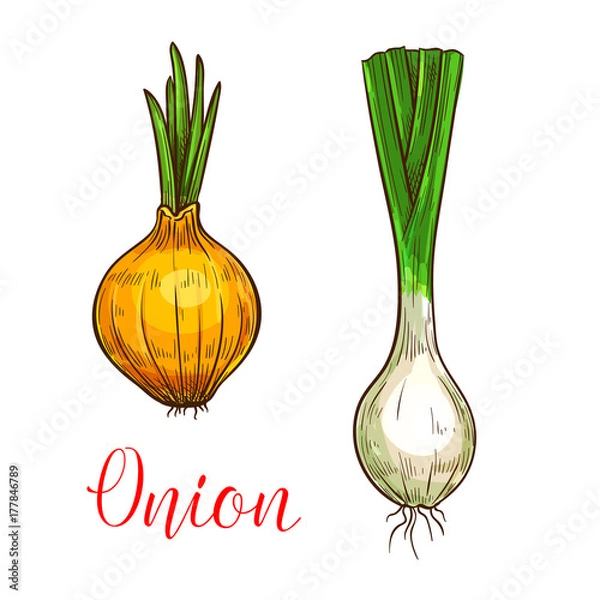 Fototapeta Cebula por wektor szkic warzywo ikona