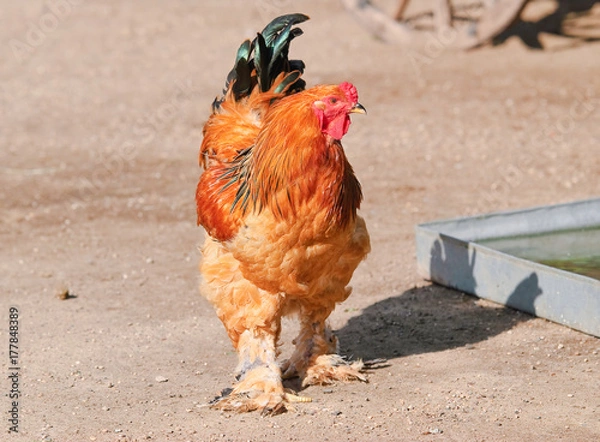 Obraz Rooster Buff Brahma bantam in the poultry yard