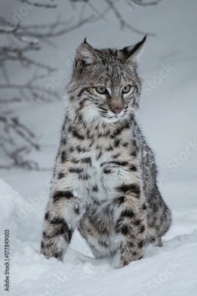 Fototapeta Bobcat