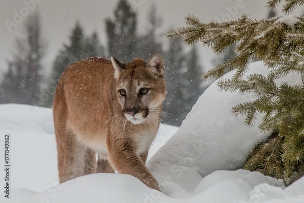 Fototapeta Mountain Lion
