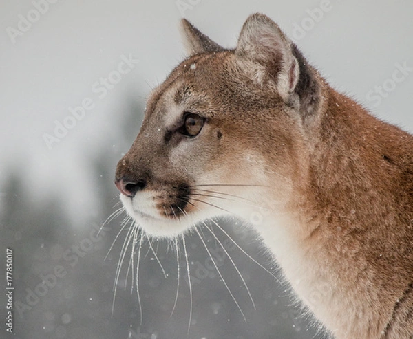 Fototapeta Mountain Lion