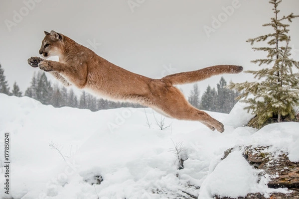 Fototapeta Mountain Lion