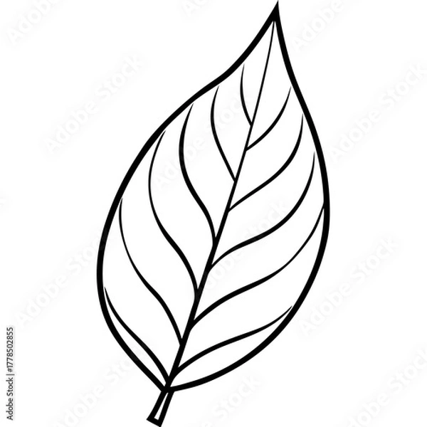 Fototapeta Stylized Outline of a Single Plant Leaf Showing Veins