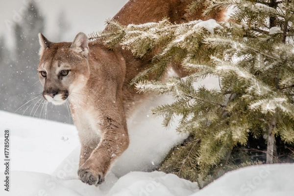 Fototapeta Mountain Lion