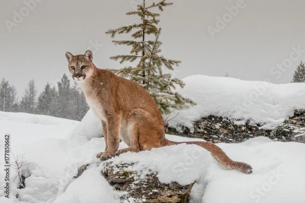 Fototapeta Mountain Lion