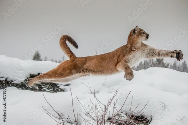 Fototapeta Mountain Lion