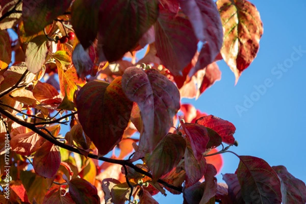 Fototapeta Beautiful Autumn Foliage - Red Maple Leaves Against Blue Sky