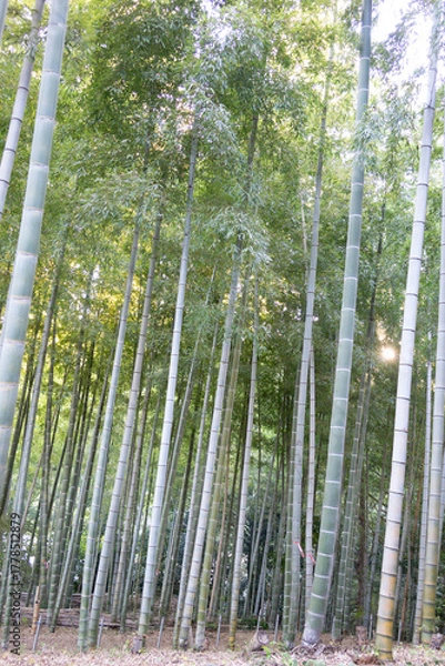 Obraz Bamboo Forest - Tall Green Bamboo Grove in Japan
