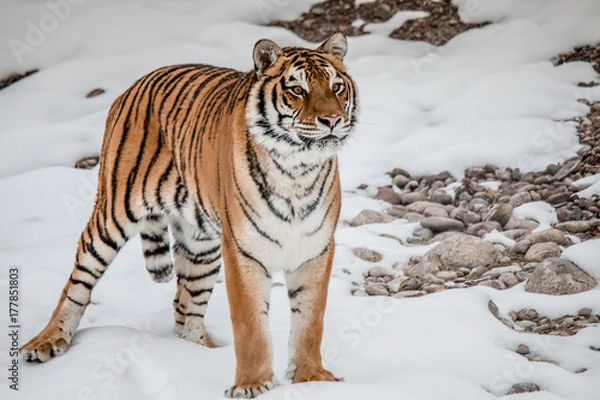 Fototapeta Siberian Tiger