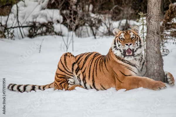 Fototapeta Siberian Tiger