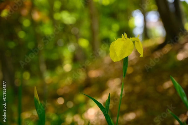 Obraz キショウブの花