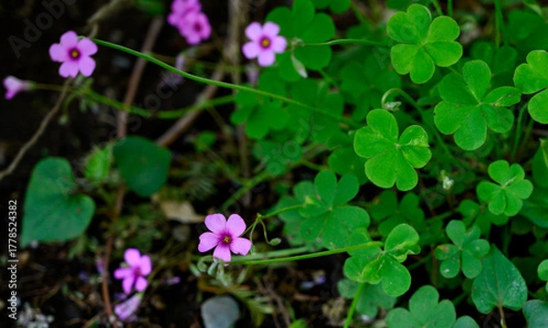 Obraz イモカタバミの花とクローバー