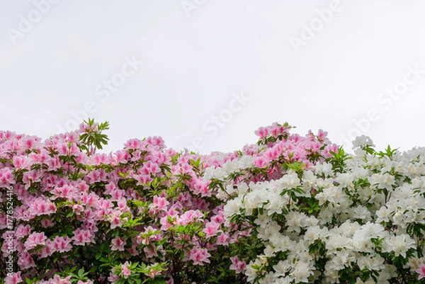 Obraz 空をバックにした満開のつつじ