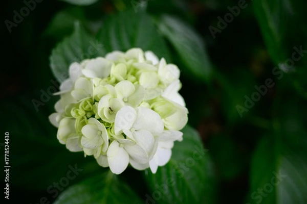 Obraz 白い紫陽花