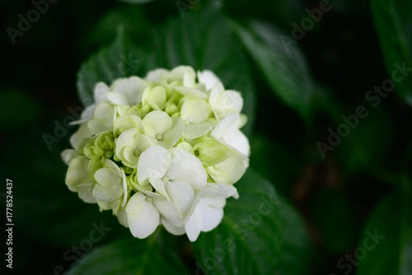 Obraz 白い紫陽花