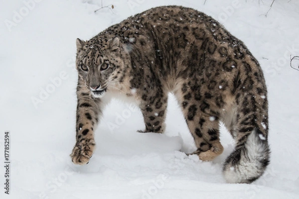 Fototapeta Snow  Leopard
