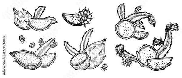 Fototapeta Dragon fruit compositions set. Vector sketch drawing illustrations in vintage linear style. Can used for packaging design.
