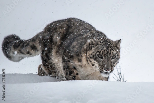 Fototapeta Snow  Leopard