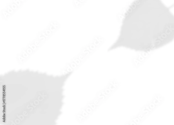 Fototapeta Elegant Vine and Leaf Shadow Overlay