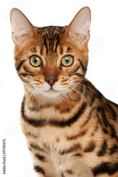 Obraz Bengal cat