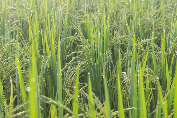 Fototapeta Rice with bokeh water drops on the rice in the morning