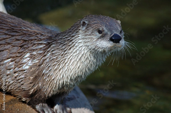 Obraz otter