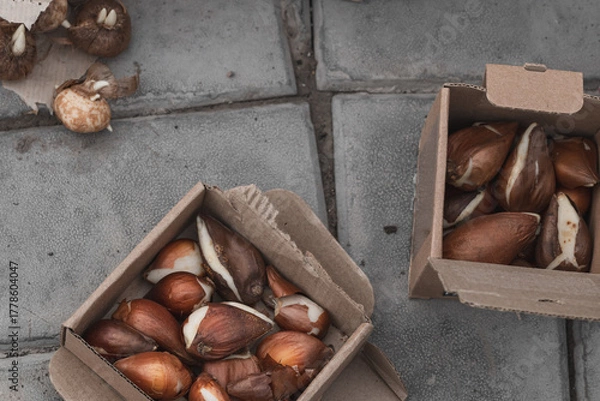 Fototapeta Tulip bulbs in paper boxes ready for planting. Autumn planting of bulbous flowers in the garden.
