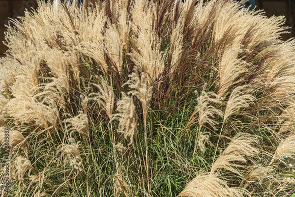 Fototapeta 
Close-up of miscanthus sinensis  in natural environment.  Concept of ecology, seasonality, and natural growth.