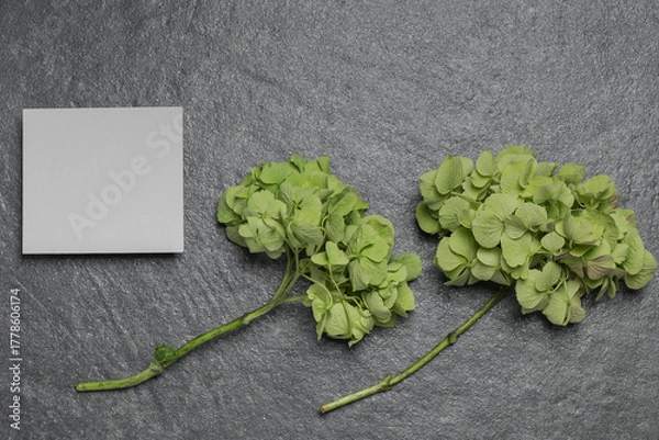 Fototapeta Blank card with two branches of greenish hydrangea on a dark gray background. Invitation or greeting card concept.