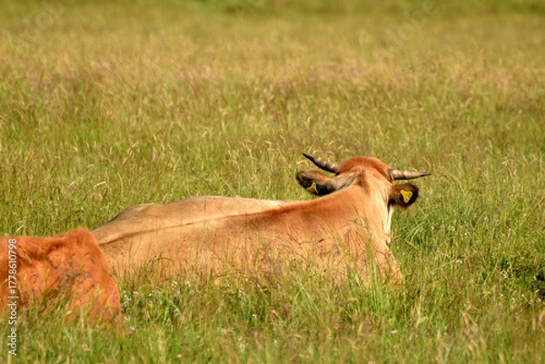 Fototapeta Rinderherde auf Weide