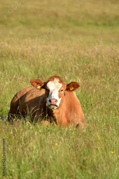Fototapeta Rinderherde auf Weide