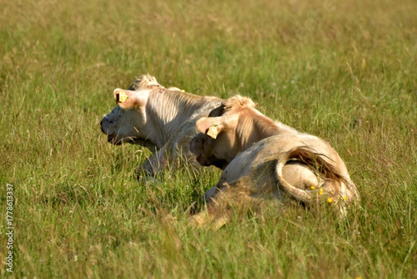 Fototapeta Rinderherde auf Weide