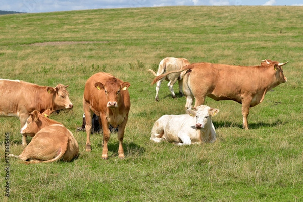 Fototapeta Rinderherde auf Weide