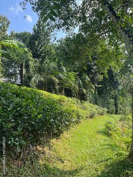 Obraz path in the garden