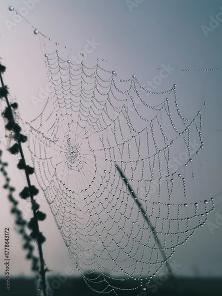 Obraz spider web with dew drops