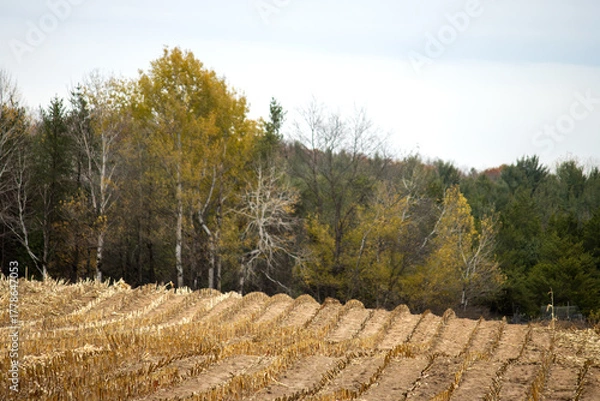 Fototapeta Rows of stalks in the field after the corn has been harvested 
