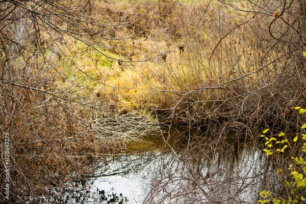 Fototapeta A small pond and stream in the autumn meadow