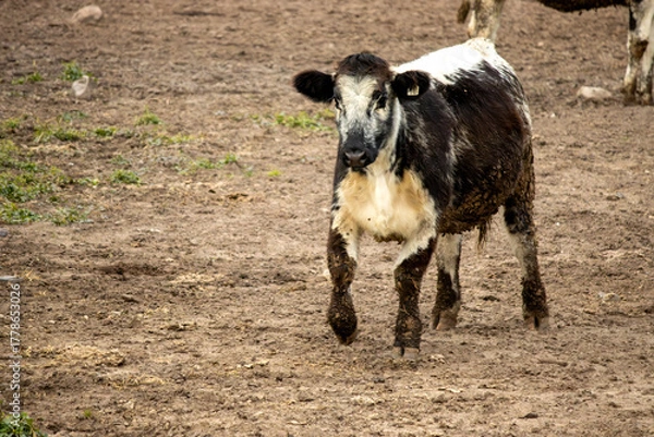 Fototapeta A young black and white cow running in a field