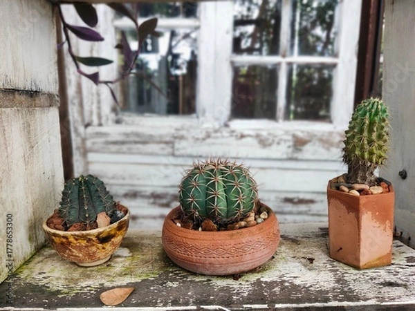 Fototapeta Three different cacti in pots on a wooden surface near a vintage window.