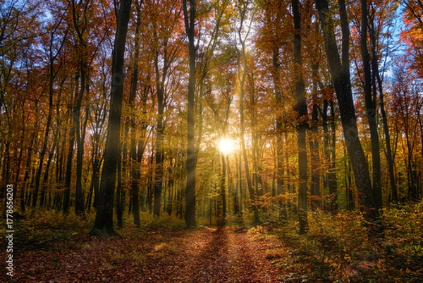 Fototapeta An evening in an autumn beech forest. Sunlight filters through the branches of the trees. Atmospheric forest photo.