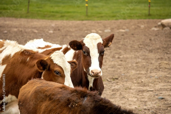 Fototapeta cows in a field