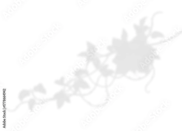 Obraz Elegant Vine and Leaf Shadow Overlay