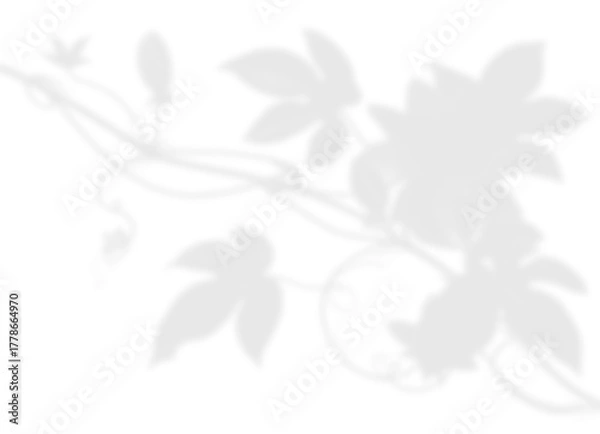 Fototapeta Elegant Vine and Leaf Shadow Overlay