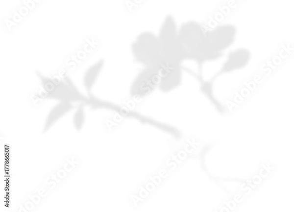 Fototapeta Soft Floral Branch Shadow Overlay